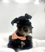 Mini Schnauzer (F) 14730