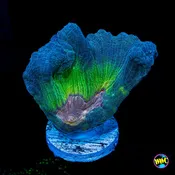 Earth and Moon Pectinia