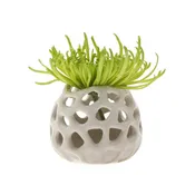 Air Plant Holder