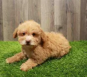 Mini Poodle 1427