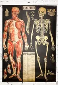 L'anatomie Poster — Rest in Pieces