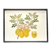 Anglo Indian Botanicals - C
