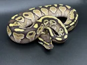 Butter ball pythons — Pets-A-Plenty