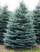 Colorado Blue Spruce