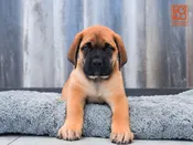 Bullmastiff
