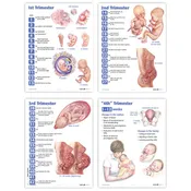 4 Trimesters of Childbearing Charts, English (4)