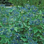 'Blue Muffin' Viburnum