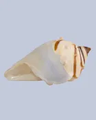 Ivory Tide Flameworked Glass Seashell — Expressive Glass
