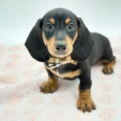 Dachshund (M)- 31361