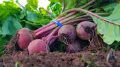 Beets — Dogwood Farms