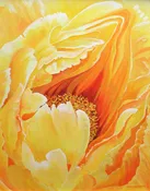 Yellow Tree Peony
