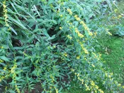 Blue-stemmed Goldenrod