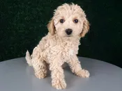 Miniature Goldendoodle F1B – 15213