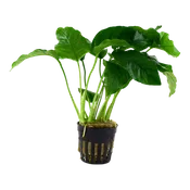 Anubias barteri var Barteri - Tropica