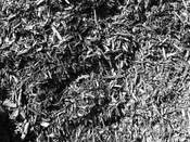 Black Dyed Chips (Special Order)