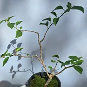 Bougainvillea Bonsai