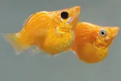 Balloon Molly