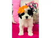 Shihpoo – 3904