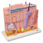 3B 3 Part Skin Model