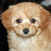 Bichon-Poo Puppy