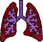 Breathe EZ Tincture Compound