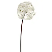 28" Dandelion Spray Cream