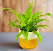 Bird’s Nest Fern