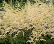 Astilbe - Bridal Veil