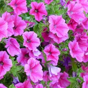 Item 14: Landscape Petunia Voucher (8″ Pot; Bubblegum) – Mountain View Gardens