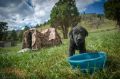 Female Puppy Payment (After Deposit) — Bald Mountain Labradors