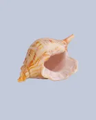 Honey Spiral Flameworked Glass Seashell — Expressive Glass