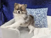 Pomeranian – 13939
