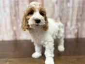 Cockapoo – 4392