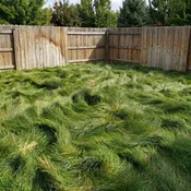 DroughtGuard | Fine Fescue Lawn Seeds (No-Mow)