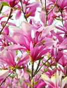 Ann Magnolia