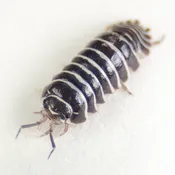 Armadillidium maculatum 'Zebra'