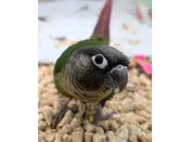 Green Cheek Conure – 21782