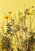 Amanda Rowan / Fine Art / Photography / Dramatic Landscape / Yellow Daisy
