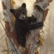 Curious Cub I by Collin Bogle