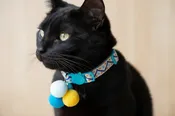 Cat Collar-Adjustable Blue with Blue and Yellow PomPoms and Bell