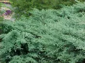 Grey Owl Juniper (Juniperus virginiana ‘Grey Owl’)