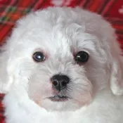 Bichon Puppy For Sale