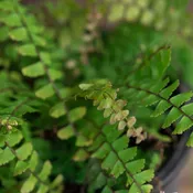 Adiantum caudatum - 4"