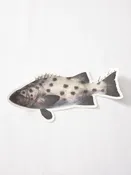 Abachar Black Seabass Sticker