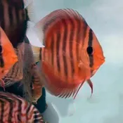 Alenquer Red Discus