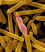 Bioremediation Enzyme Powder
