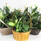 10" Dish Garden
