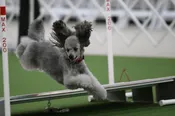 New Membership - Family — Mount Pleasant Kennel Club