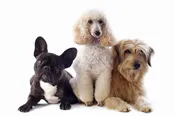 Deluxe Listing – Three Breeds/Locations For One Year