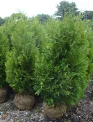 Dark Green American Arborvitae